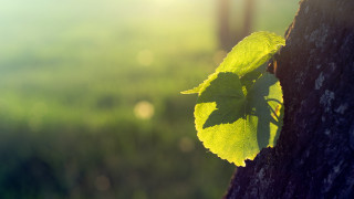 Leaf growing tree trunk sunlight - a leaf free wallpaper for desktop