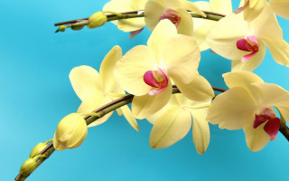 Yellow flowers blue background photorealism - a blue background behind them free wallpaper