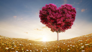 Heart tree flower field sunset - the sun setting behind free wallpaper for desktop