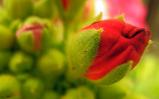 Red flower bud macro bokeh - green leaf and buds free wallpaper