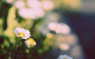 Daisy lily flowers bokeh shallow - a close up of a bunch free wallpaper