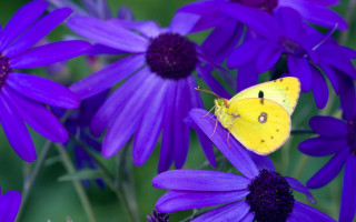 Yellow butterfly purple flower summer - a green background behind free wallpaper