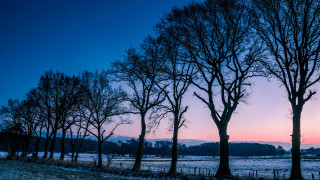 Snowy trees dusk pink sky - archibald skirving free wallpaper