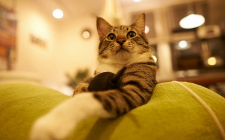 Cat greencouch serious eye fisheye - fisheye len free wallpaper