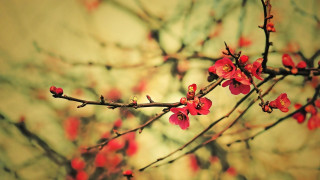 Branch red flowers blurry background - an zhengwen free wallpaper for desktop