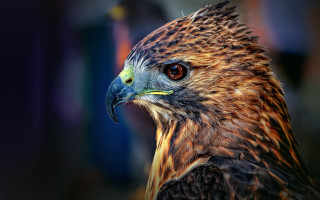 Bird prey closeup heterochromia depth - prey free wallpaper