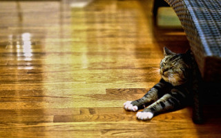 Cat laying floor wicker bench - a bench free wallpaper