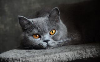 Gray cat yellow eyes sad - a gray cat free wallpaper
