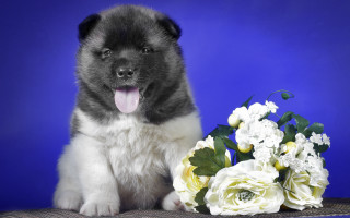 Puppy bouquet flowers blue background - classical free wallpaper