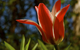 Red white flower blue sky 3 - a few leaf free wallpaper