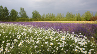 Flower field trees clouds summer - flora macdonald reid free wallpaper