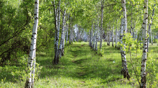 Grove path forest trees green - a grove of trees free wallpaper