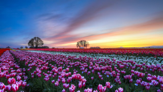 Flower field sunset tree nature - dirck van der lisse free wallpaper