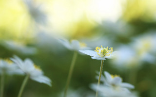 Flower bloom macro fairy wings - soft light free wallpaper
