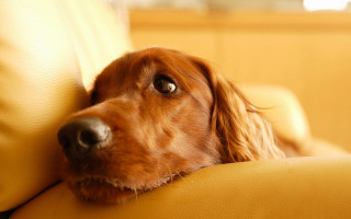 Dog couch resting head looking 2 - dof free wallpaper