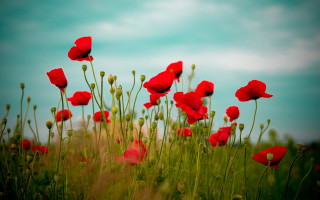Red flowers sky clouds field - a sky background in the background free wallpaper