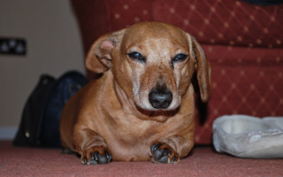 Brown dog sitting floor bag - a brown dog free wallpaper