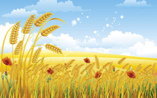 Golden wheatfield blue sky clouds - heavy grain free wallpaper for desktop