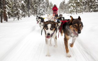 Dog sled race shiba winter - brian snøddy free wallpaper