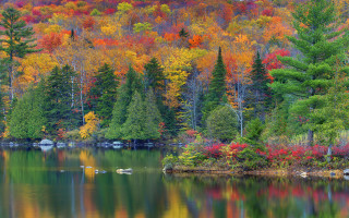 Autumn lake forest ducks impressionist - the water in front free wallpaper