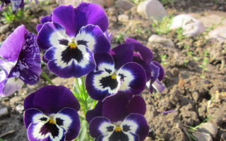 Purple flower bug butterfly garden - a garden area free wallpaper