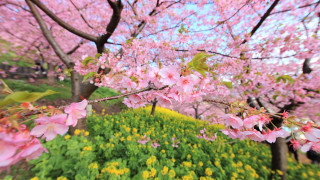 Pink flowers blooming park sakura - free spring wallpaper