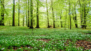 Green field white flowers forest - green grass free wallpaper