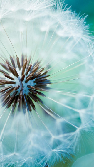 Dandelion blue background brown center - a brown center free wallpaper