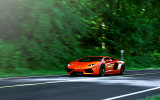 Red sports car forest road 5 - a forest of trees and bushes free wallpaper
