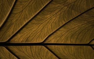 Leaf texture sunlit macro naturalism - benoit b. mandelbrot free wallpaper