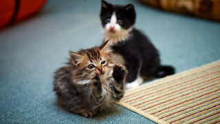 Kittens surprised blue eyes sharp - sharp claw free wallpaper