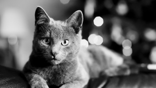 Cat couch blurry bokeh monochrome - a couch free wallpaper