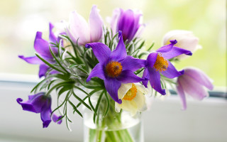 Vase purple white flowers window - a window sill next free wallpaper