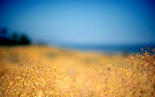 Yellow flowers blue sky autumn - yellow flower free wallpaper