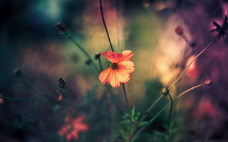 Flower grass background bokeh nature - other flower free wallpaper
