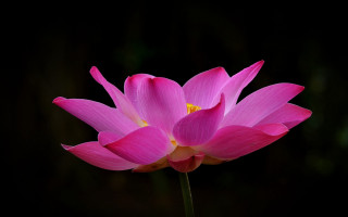 Pink flower yellow center black 2 - ella guru free wallpaper