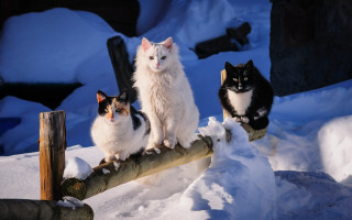 Three cats snow log renaissance 2 - renaissance free wallpaper