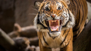 Tiger open mouth wildlife blurry - mouth wide open free wallpaper