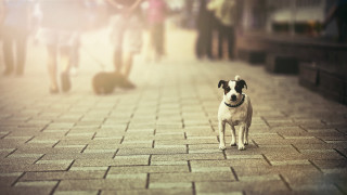 Dog walking brick sidewalk tiltshift - the background and a dog free wallpaper