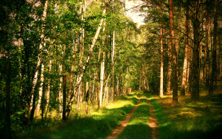 Dirt road forest trees trail 4 - a dirt road in the middle of a forest free wallpaper for desktop