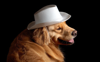 Dog white hat earbuds furry - dean roger free wallpaper