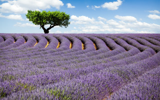 Lone tree lavender field blue - under a blue sky free wallpaper