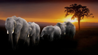 Elephants sunset matte photography wildlife - a group of elephants free wallpaper