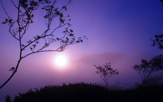 Bamboo forest twilight moon fog - the air above free wallpaper