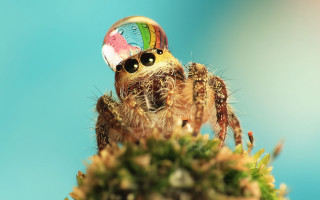 Spider rainbow hat plant blue - a spider free wallpaper
