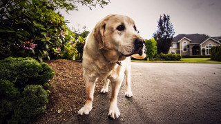 Dog bush house tiltshift shallowcity - a street next free wallpaper for desktop