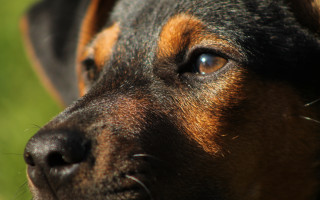 Dog face closeup blurry background - shallow free wallpaper for desktop