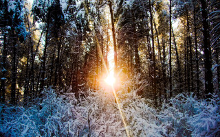 Sunlight snowy forest trees night - the ground and trees free wallpaper
