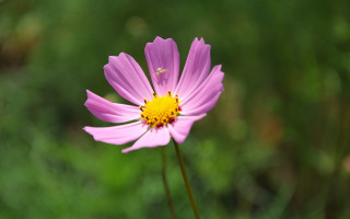 Pink flower hydrangea lotus grass - constance copeman free wallpaper