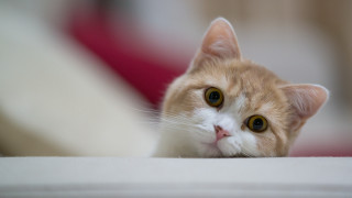 Sad cat focus shiba inu - eye free wallpaper for desktop